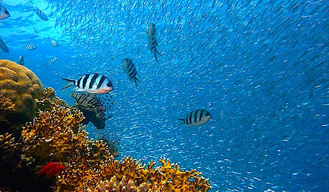 Diving with fish in the dark blue waters