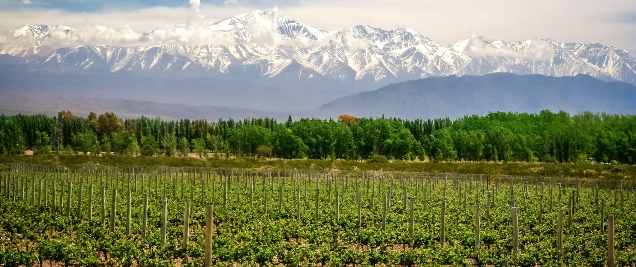 Sprawling vineyards with mountains in the background near Mendoza, Argentina