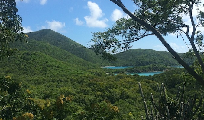 The lush jungle near the coast around the Reef Bay Trail on St. John, USVI