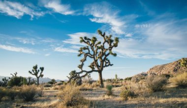 An iconic Joshua Tree from Joshua Tree National Park in California, USA