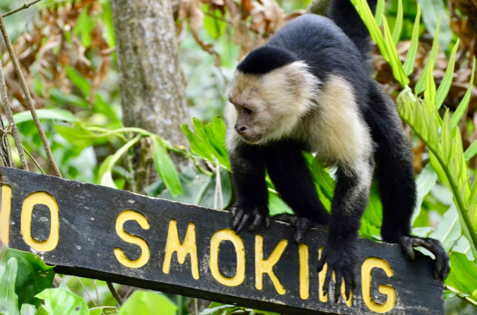 A monkey climbing on a wooden no smoking sign in Puerto Viejo, Costa Rica