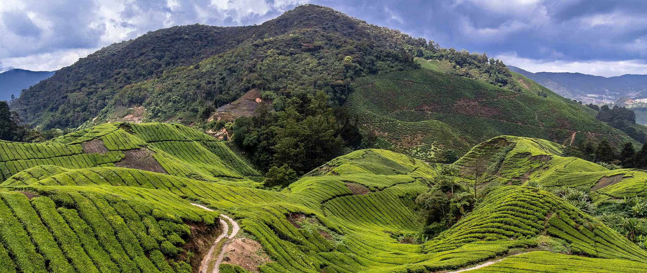 Stunning view of the Cameron Highlands, Malaysia and its lush, rolling green hills