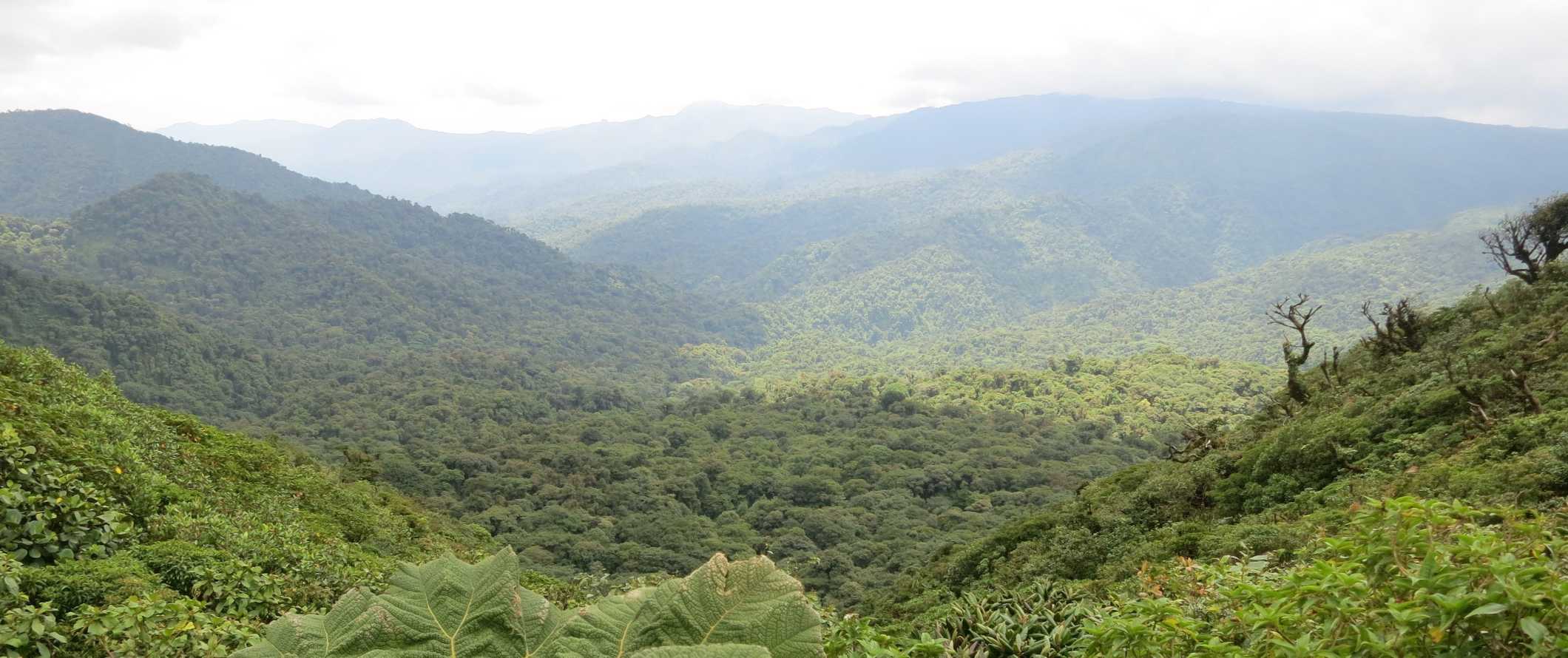 Fog rising over the lush rolling hills of the cloud forest in Monteverde, Costa Rica