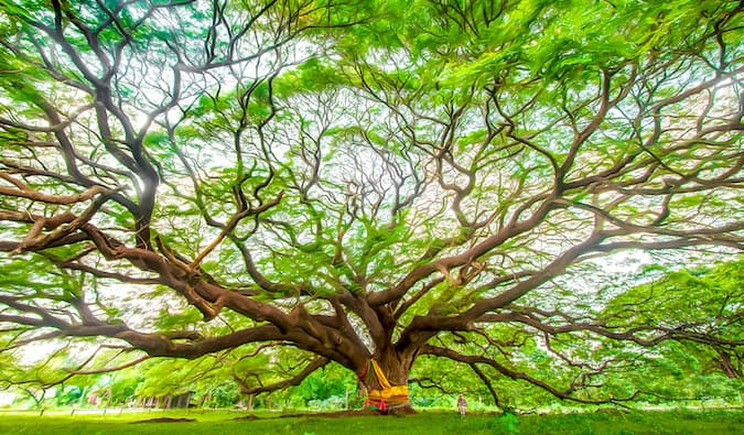 Kanchanaburi Tree by Laurence Norah