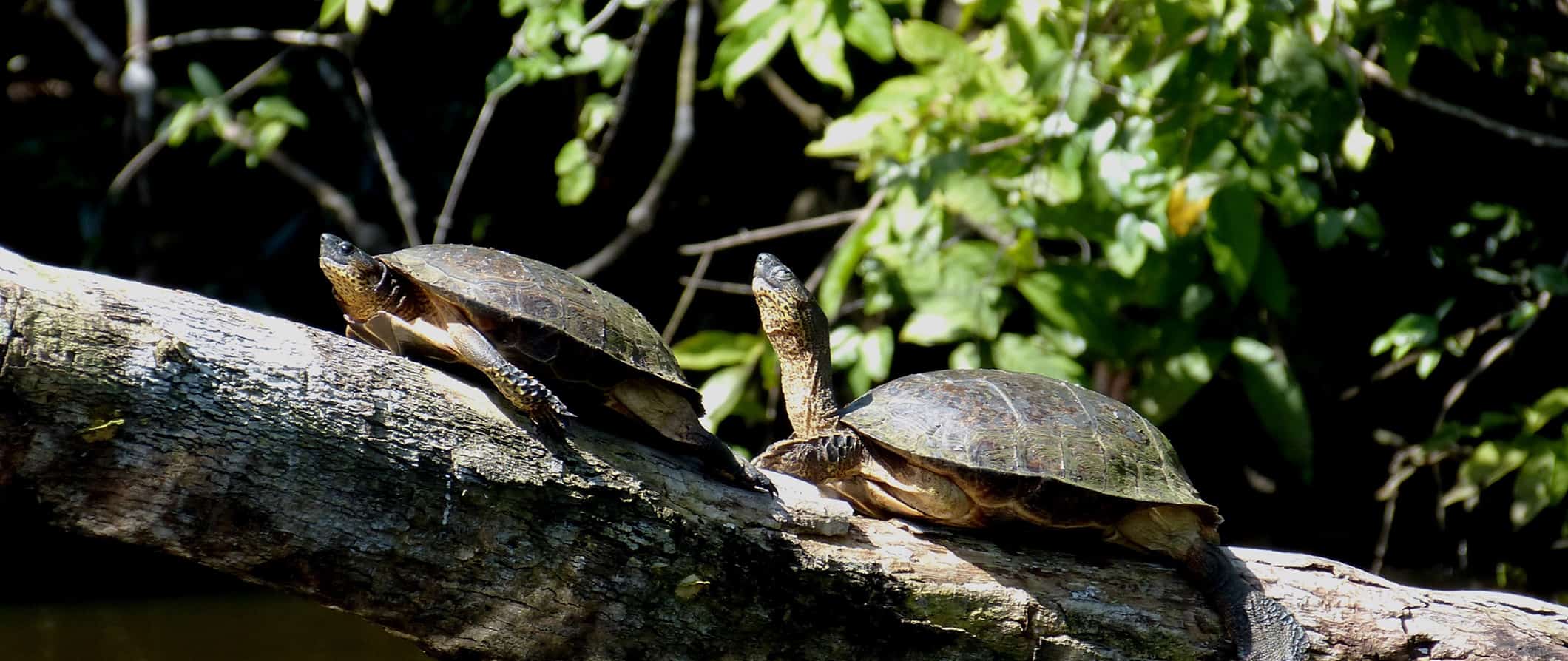 resting turtles in beautiful Tortuguero, Costa Rica