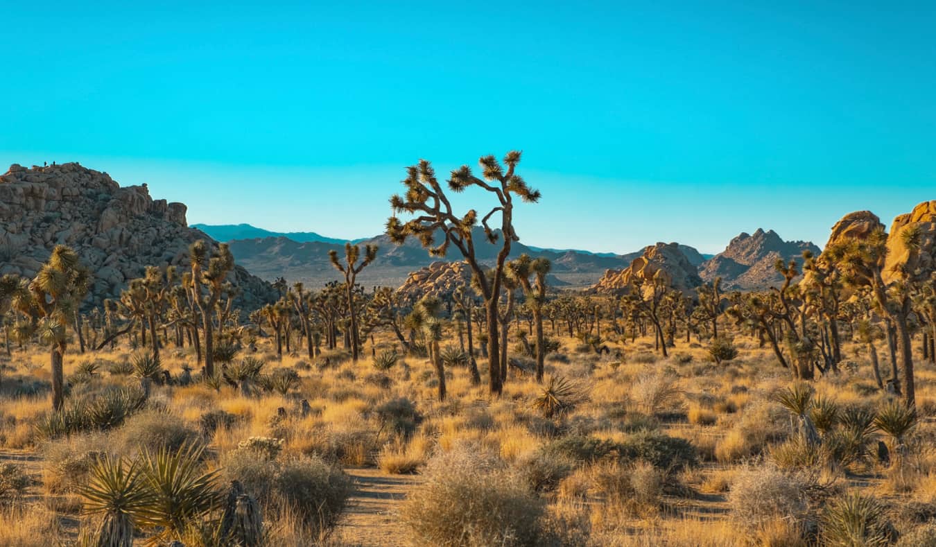 The rugged terrain brimming with Joshua trees in Joshua Tree National Park