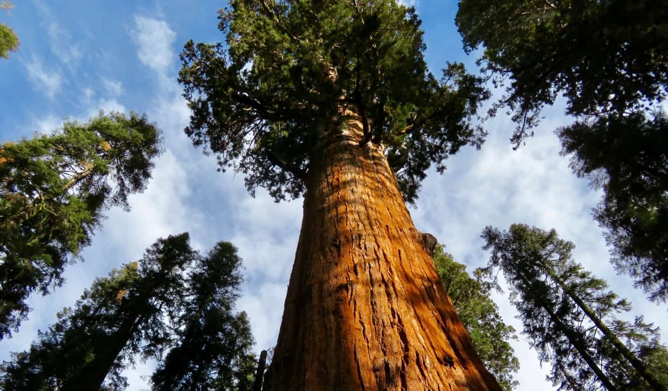 A massive Redwood tree in Redwood National Park, California