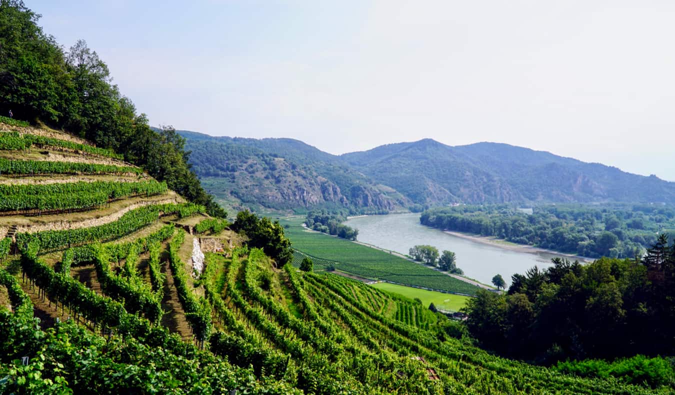 A vineyard in the Wachau Valley of Austria near Vienna