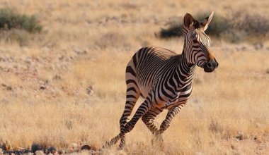 a zebra running in the wild